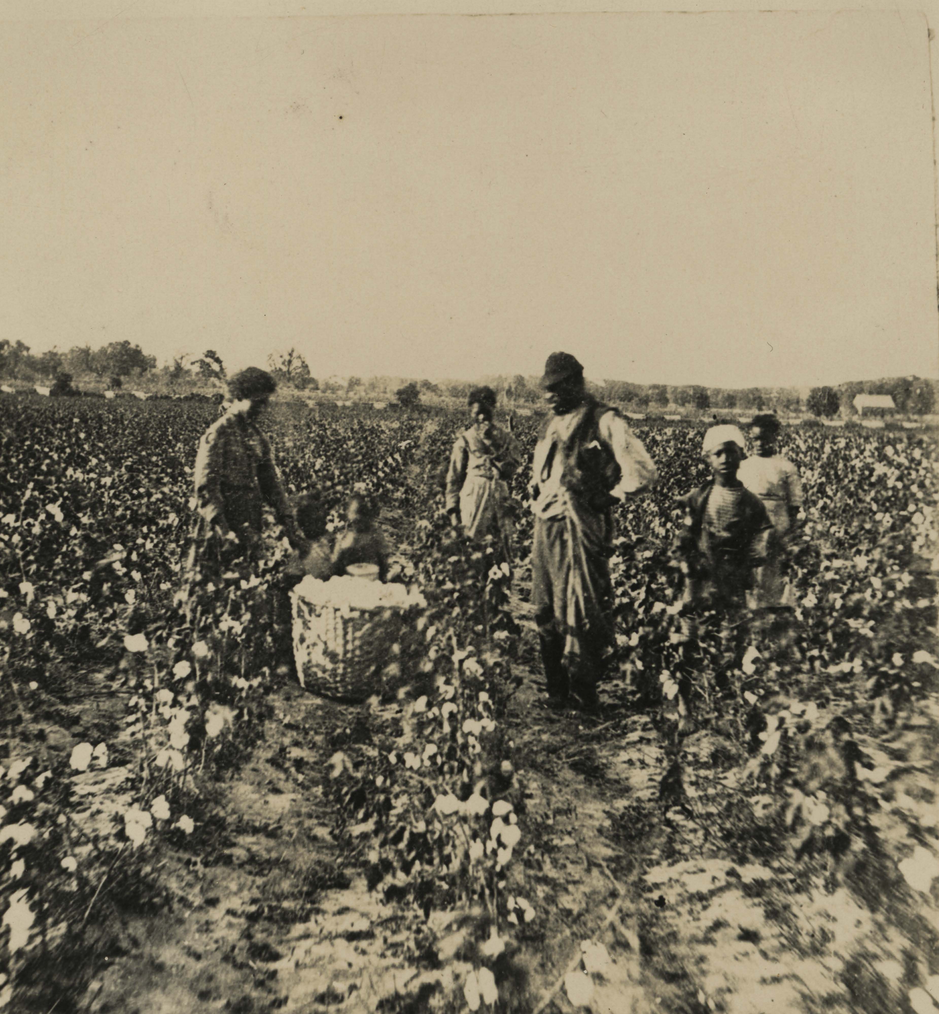 Photograph of a family of African Americans working in a cotton field