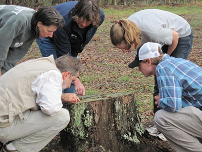 Scientists examine tree stump