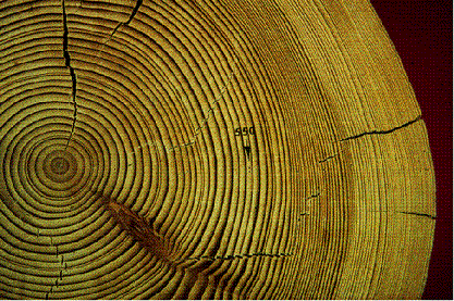 Cross section of tree trunk, showing rings