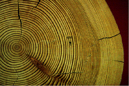 Dendro Tree Rings Dendrochronology at Wormsloe | UGA Libraries