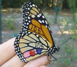 Monarch butterfly, marked for future identification