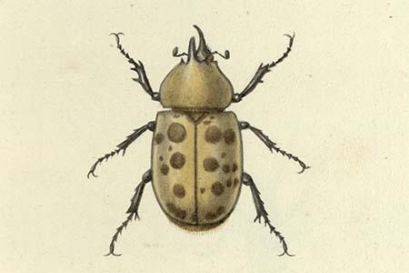 Drawing of one beetle 
