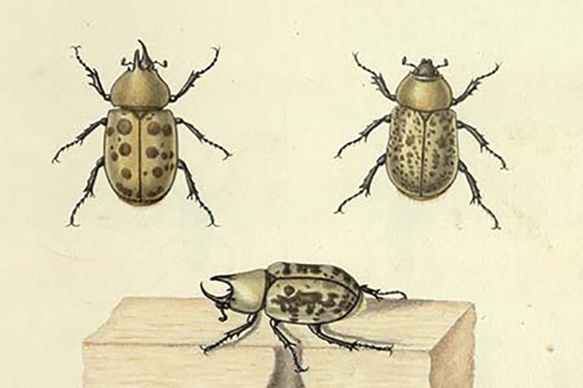 Drawing of three beetles